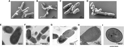 Succeed to culture a novel lineage symbiotic bacterium of Mollicutes which widely found in arthropods intestine uncovers the potential double-edged sword ecological function